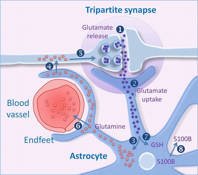 Synapses